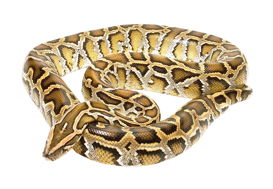 Coral False Snake Free HQ Image Transparent PNG Image