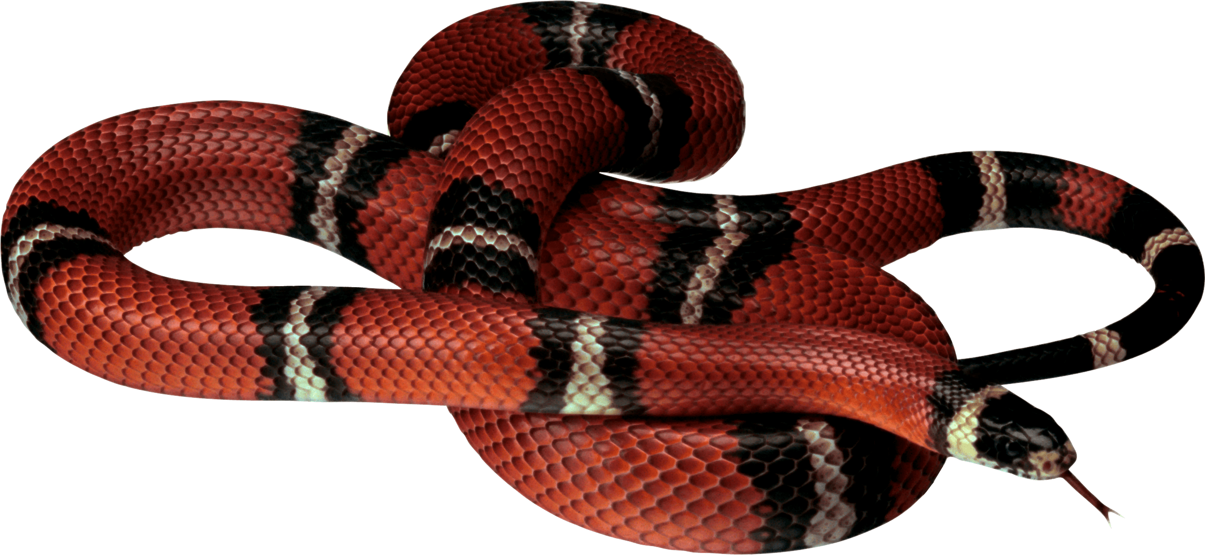 Coral False Snake Free Transparent Image HQ Transparent PNG Image