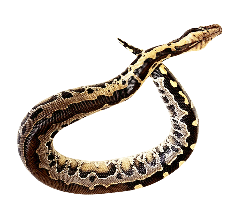 Coral False Snake Free Download Image Transparent PNG Image