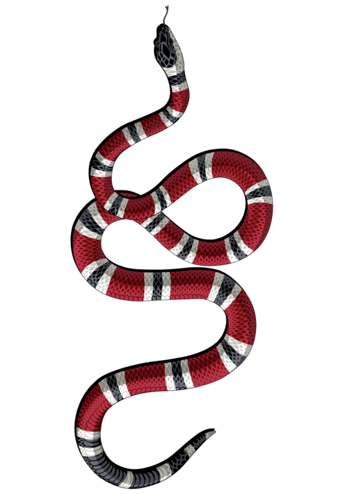 Photos Coral False Snake Free Clipart HQ Transparent PNG Image