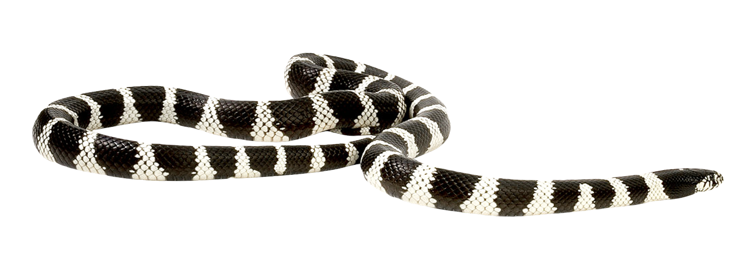 Picture Coral False Snake Free Download PNG HQ Transparent PNG Image