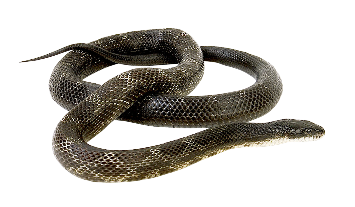 Coral False Snake HD Image Free Transparent PNG Image