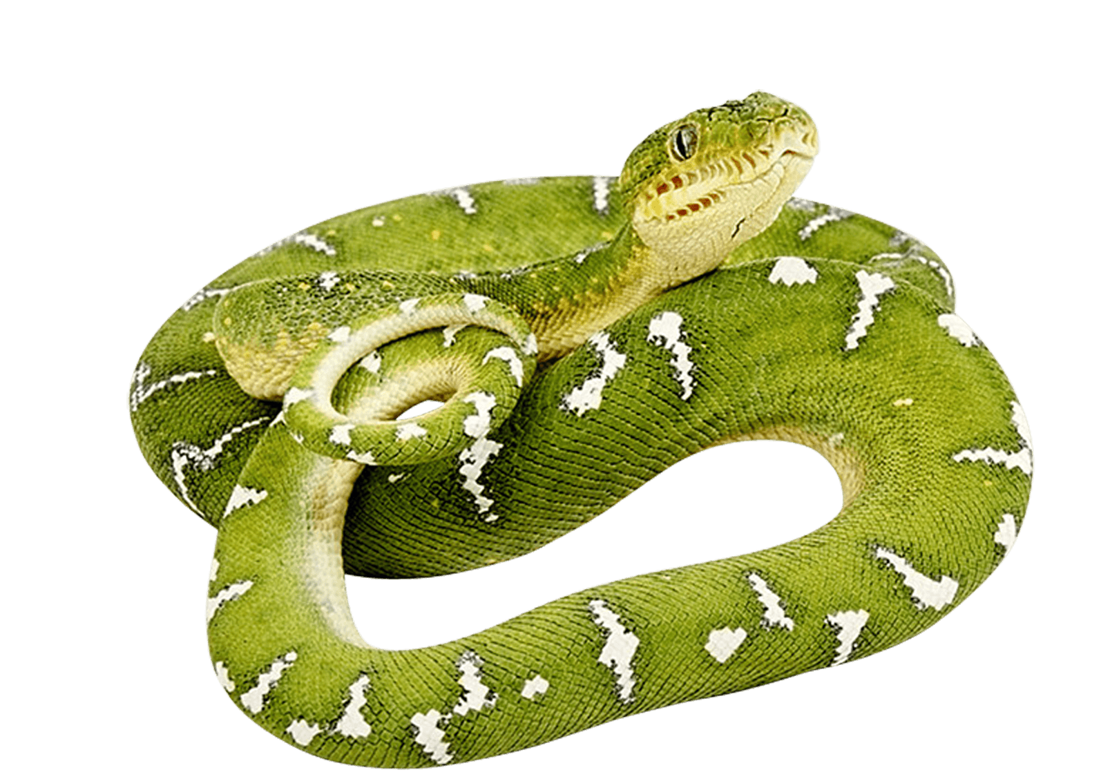 Green Snake Png Image Transparent PNG Image