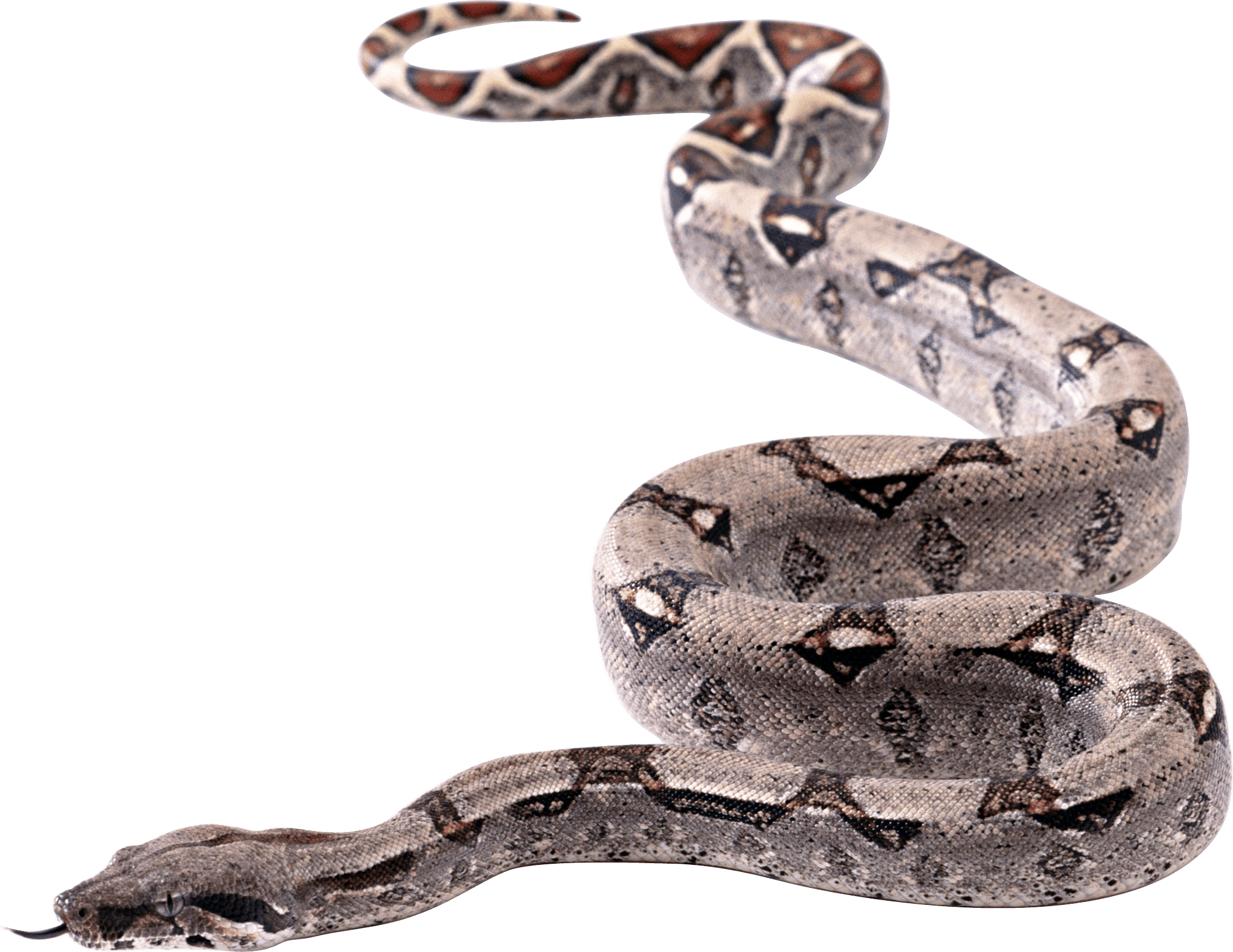 Snake Png Image Picture Download  Transparent PNG Image