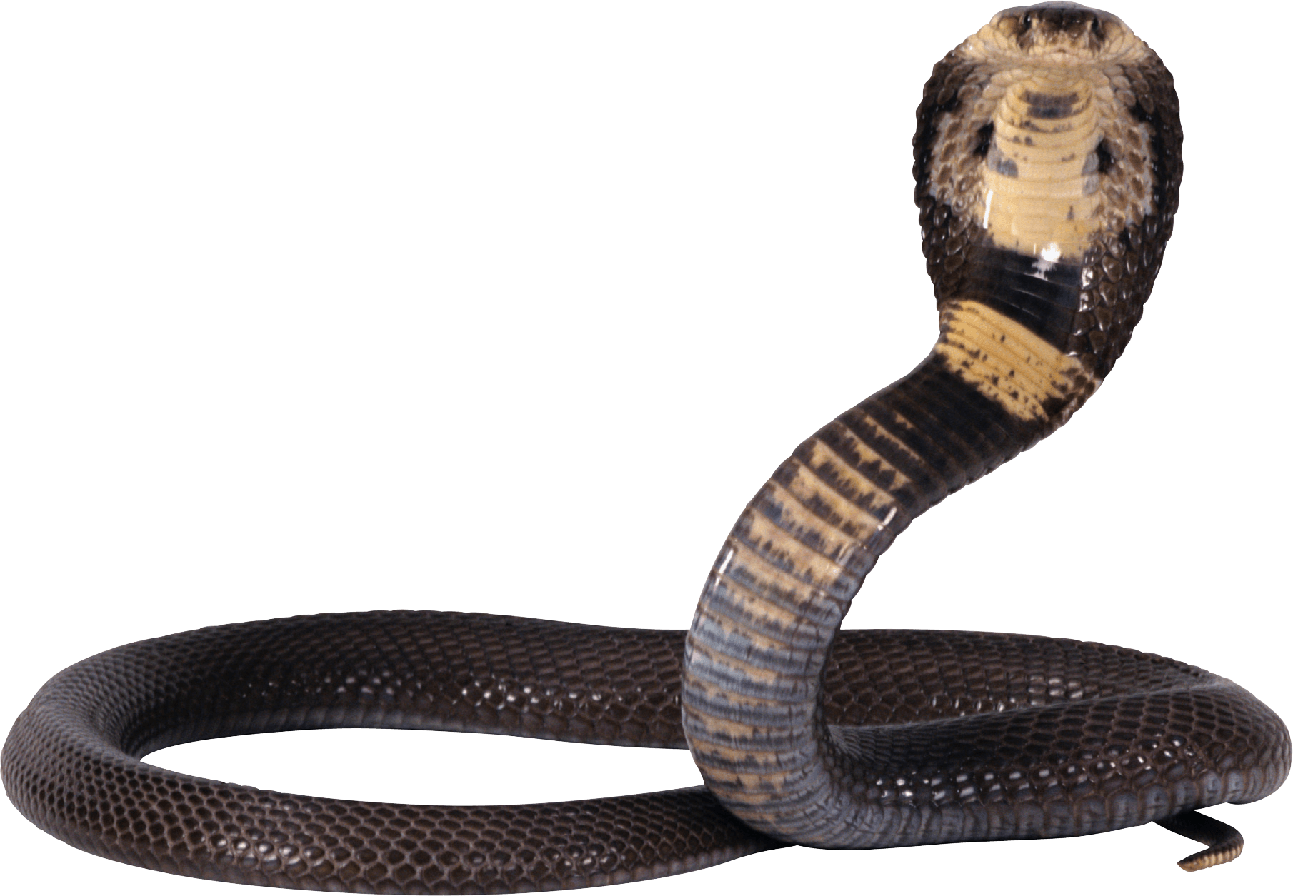 Cobra Snake Png Image Download Picture Transparent PNG Image