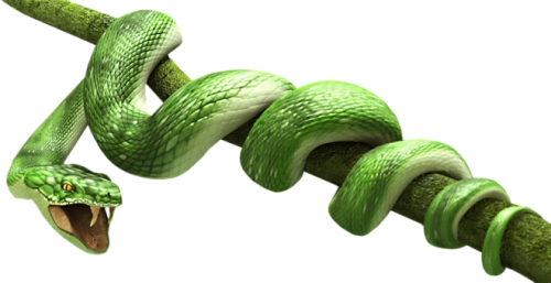 Snake High-Quality Png Transparent PNG Image