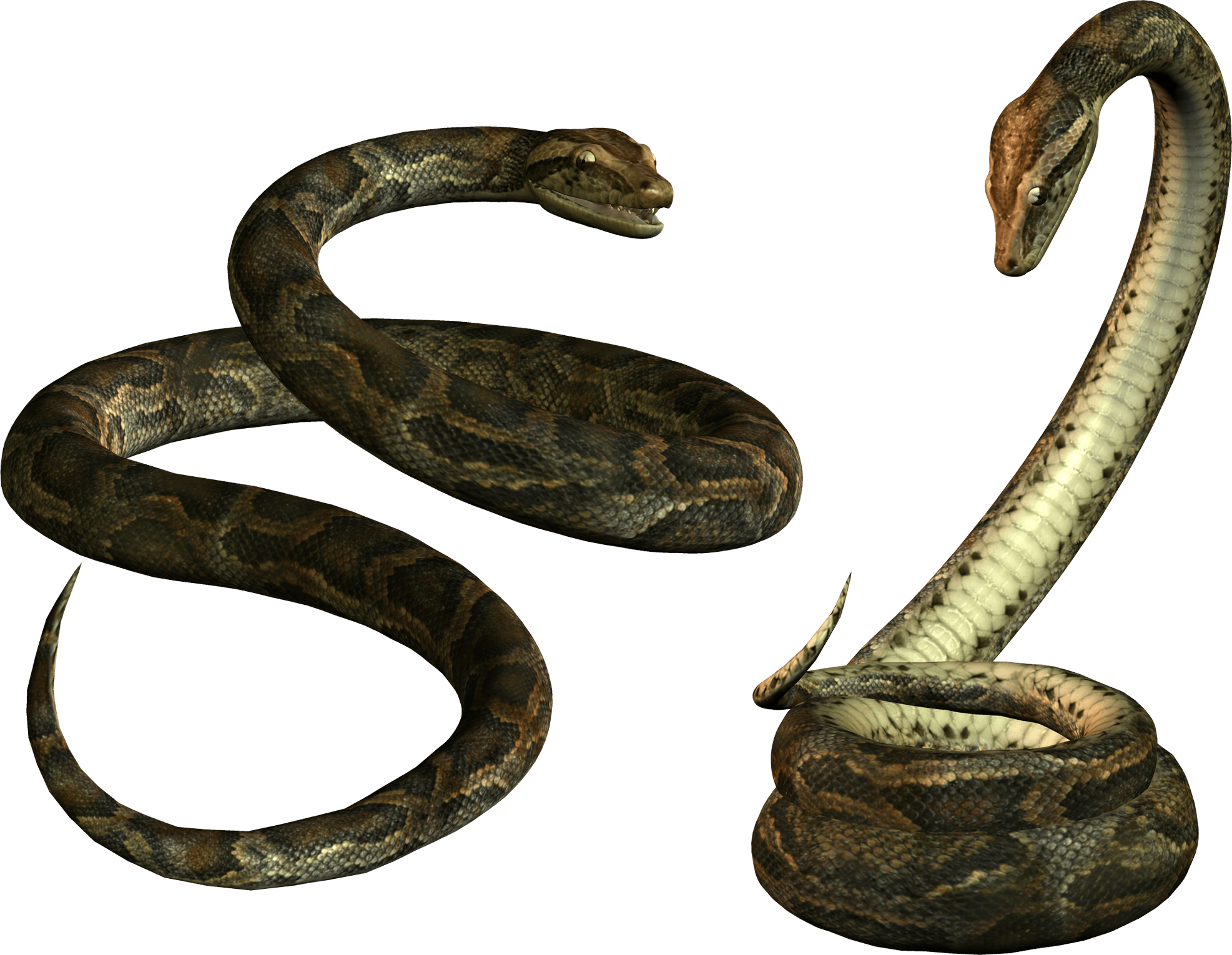 Snake Png Image Picture Download  Transparent PNG Image