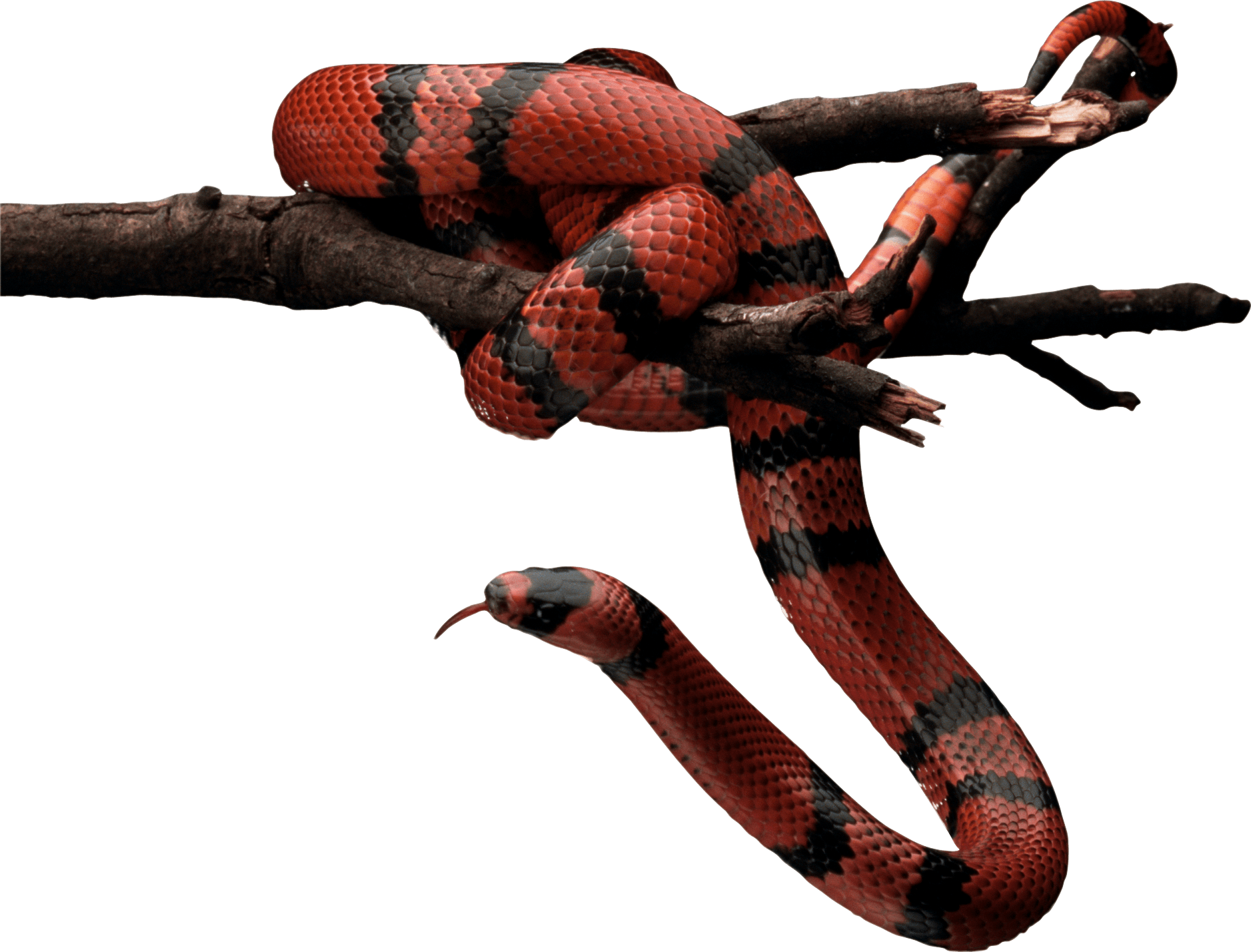 Red Snake Png Image Picture Download  Transparent PNG Image