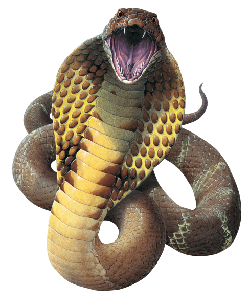 Cobra Snake File Transparent PNG Image