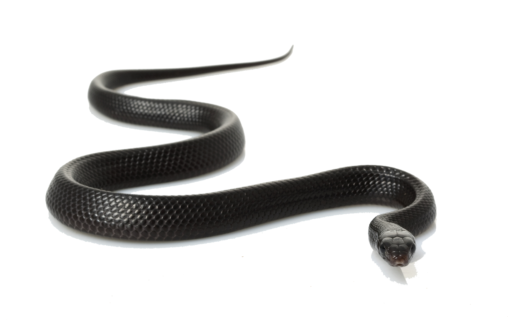 Black Snake Clipart Transparent PNG Image