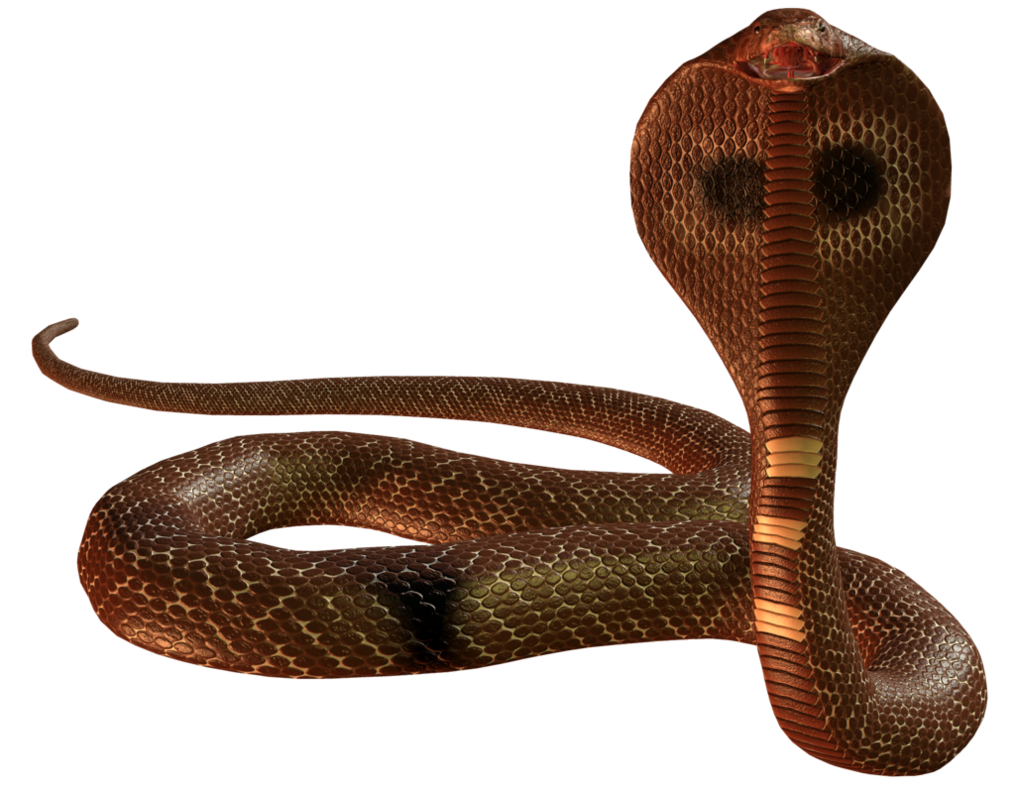 Cobra Snake Picture Transparent PNG Image