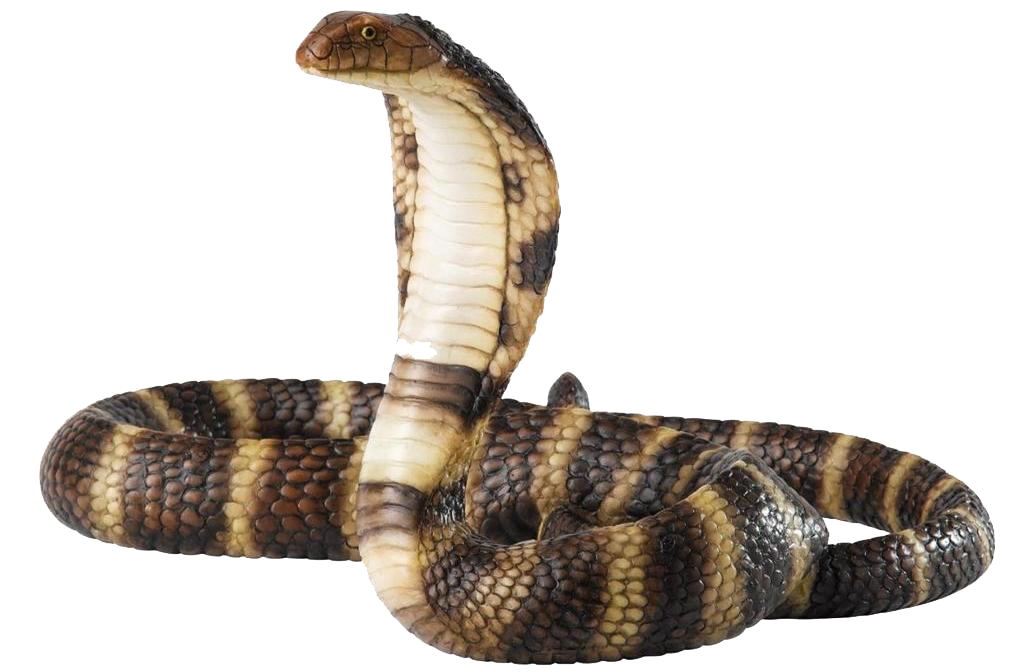 Cobra Snake Free Download Transparent PNG Image