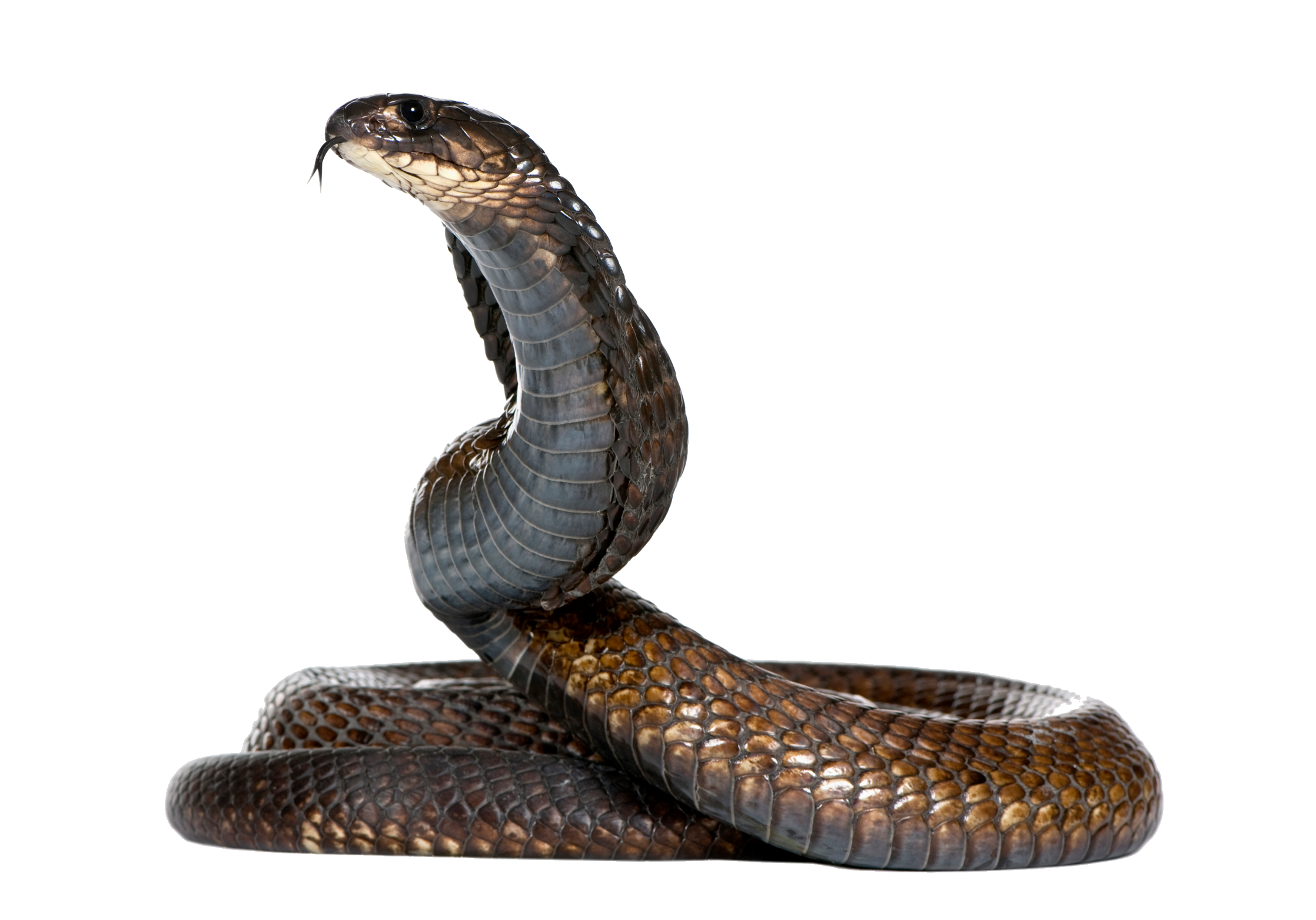 Black Snake Image Transparent PNG Image