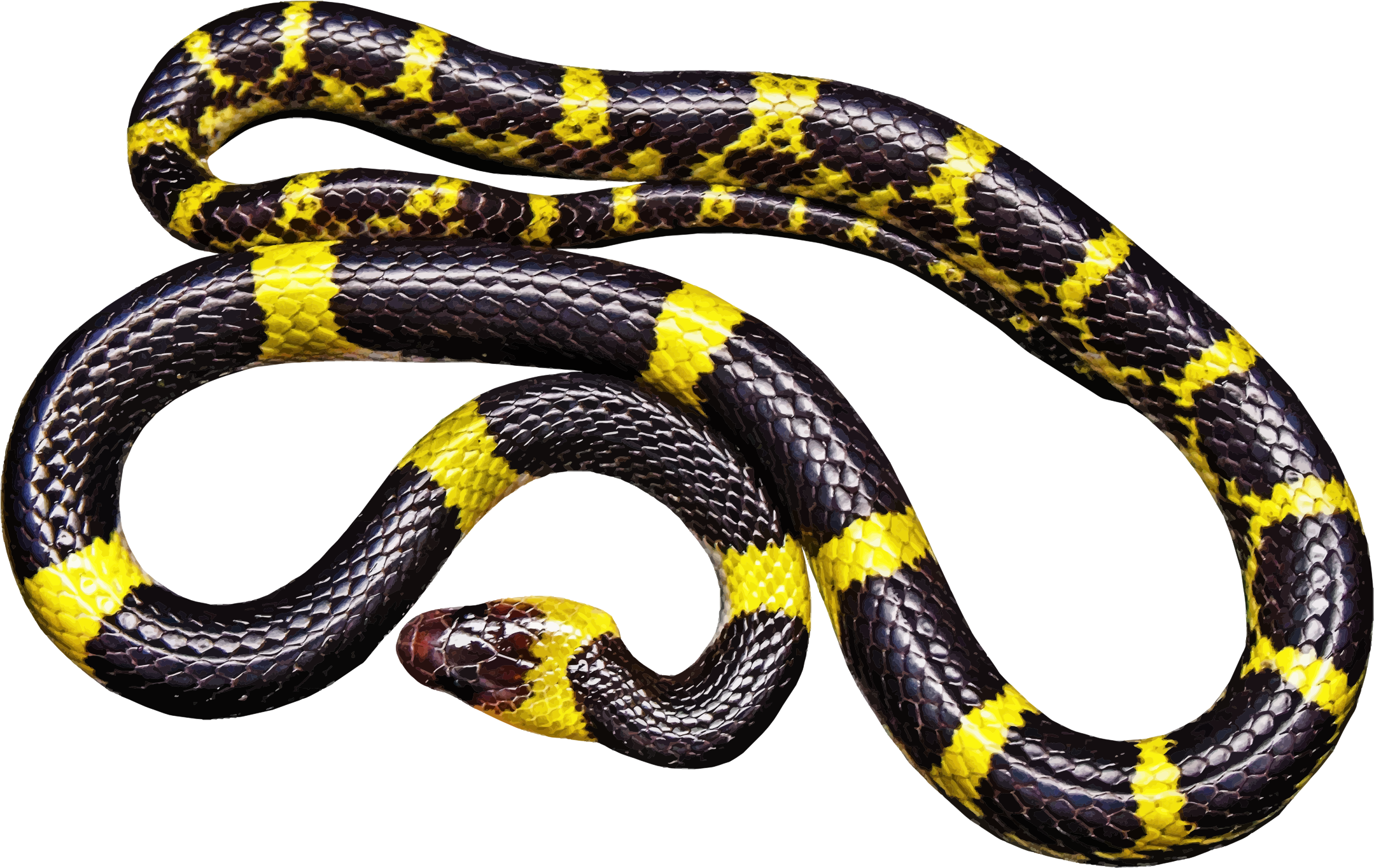 Black Snake Transparent Transparent PNG Image