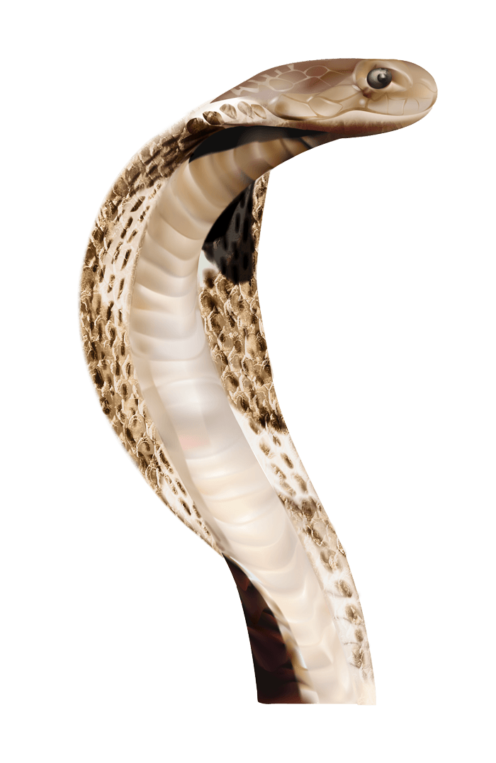 Snake Png Image Picture Download  Transparent PNG Image