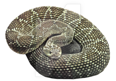 Snake Free Png Image Transparent PNG Image