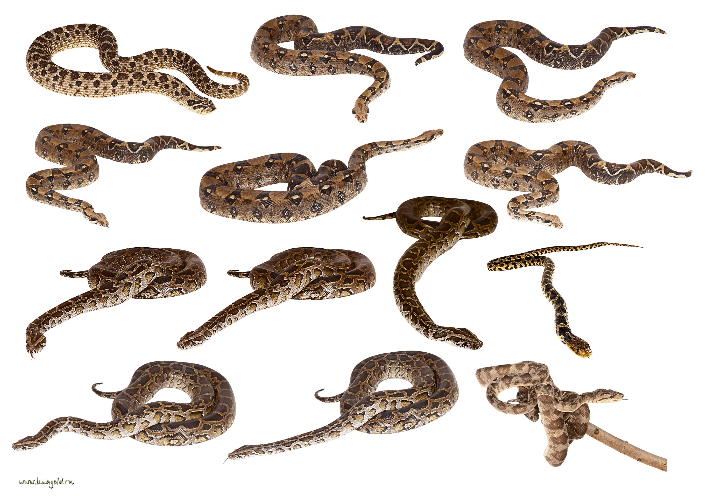 Snakes Clipart Png Images Transparent PNG Image