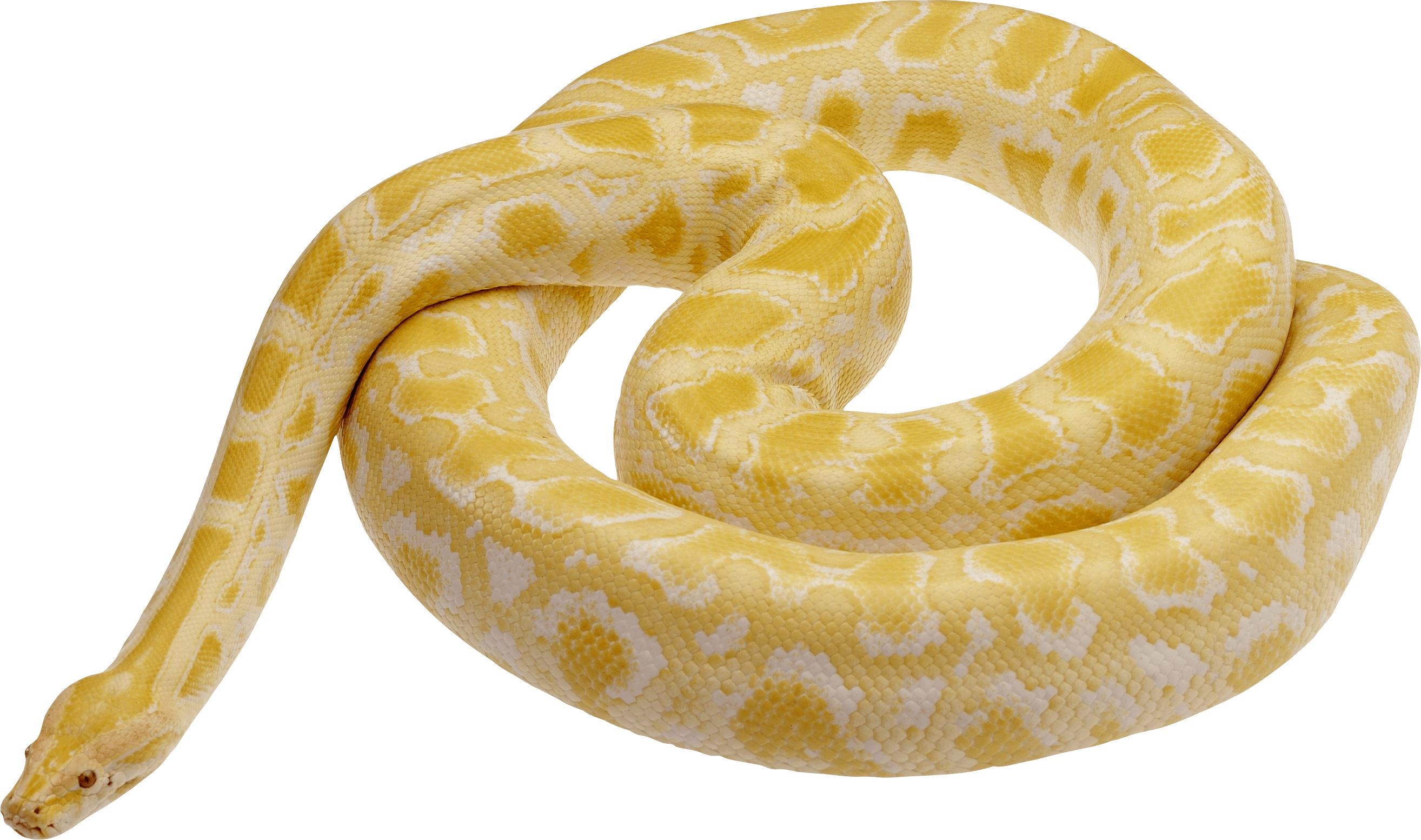 Snake Png Image Picture Download  Transparent PNG Image