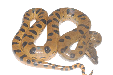 Anaconda Transparent Image Transparent PNG Image