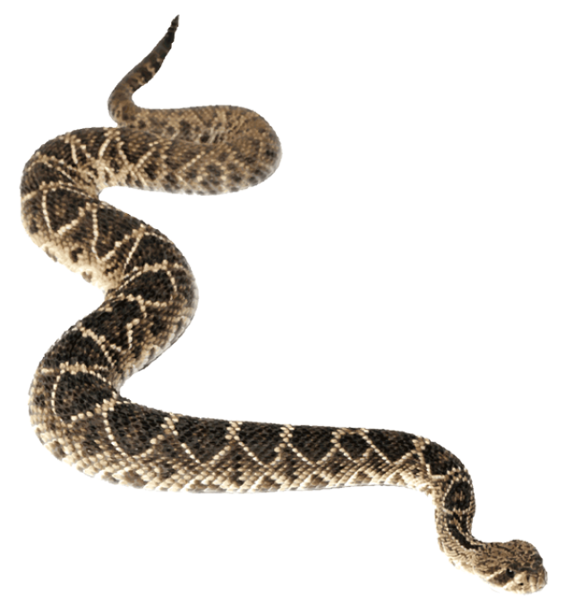 Anaconda Transparent Background Transparent PNG Image