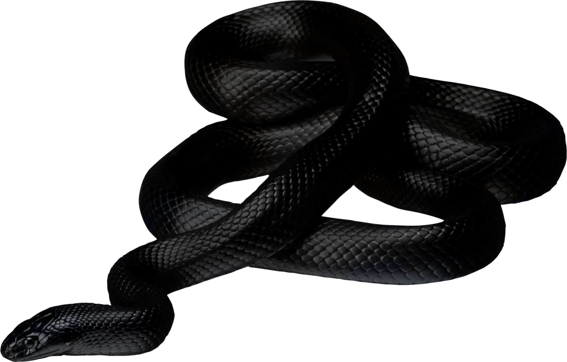 Anaconda Photos Transparent PNG Image