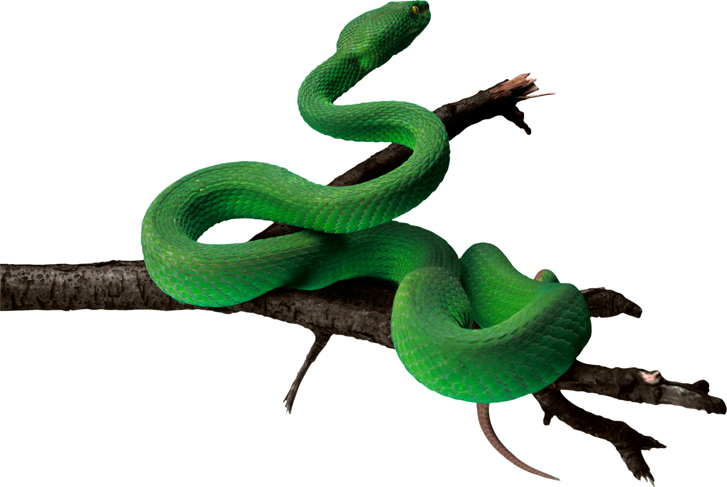 Anaconda Transparent PNG Image