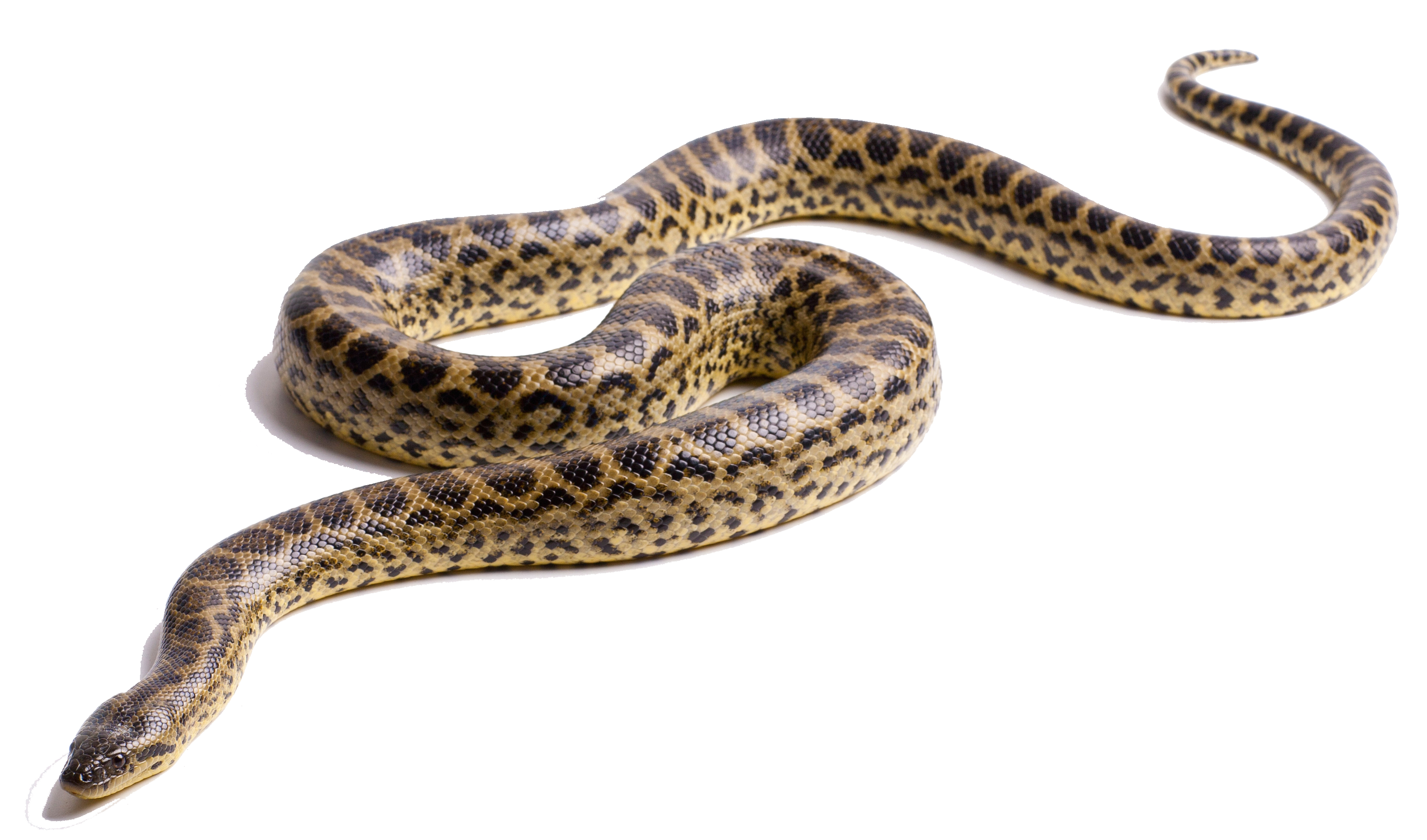 Anaconda Image Transparent PNG Image