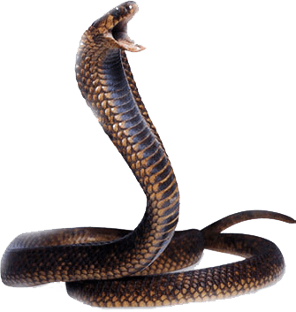 Cobra Snake Png Image Download Picture Transparent PNG Image