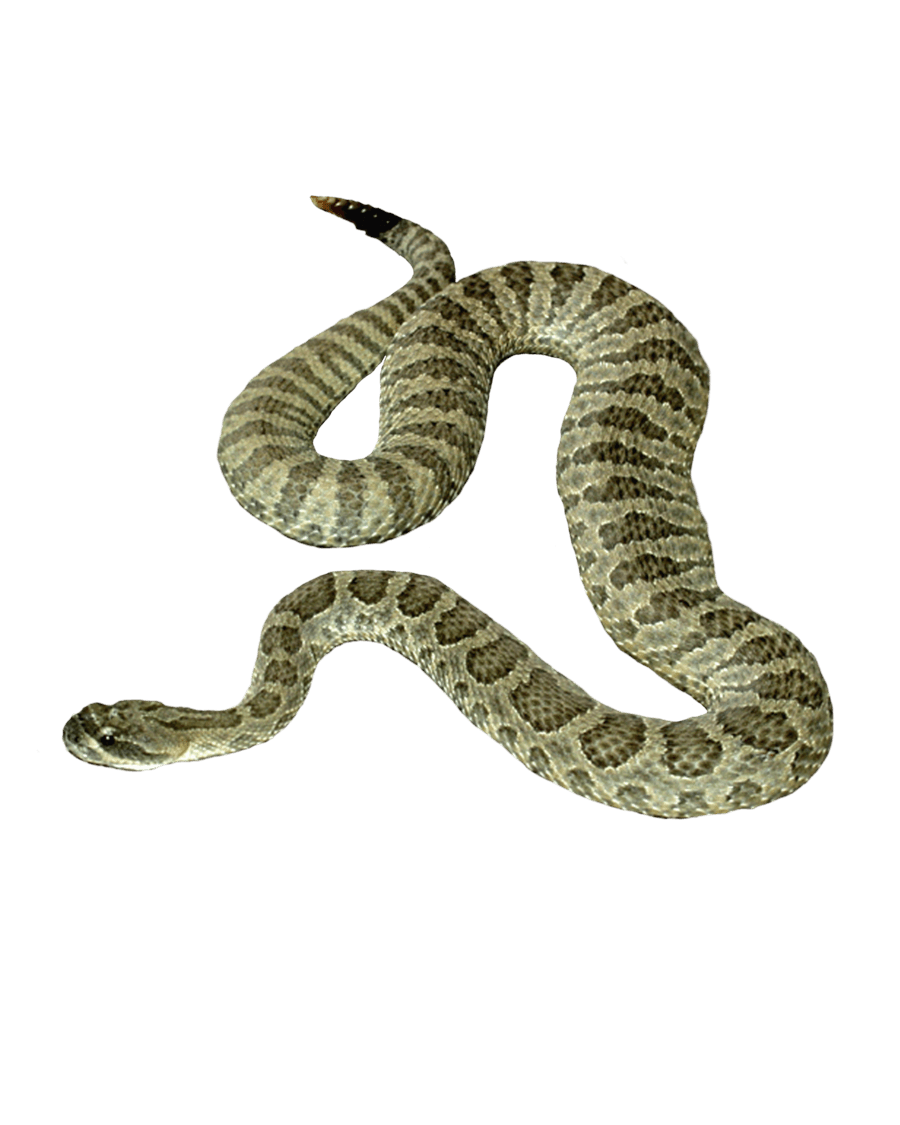 Snake Png Image Picture Download  Transparent PNG Image