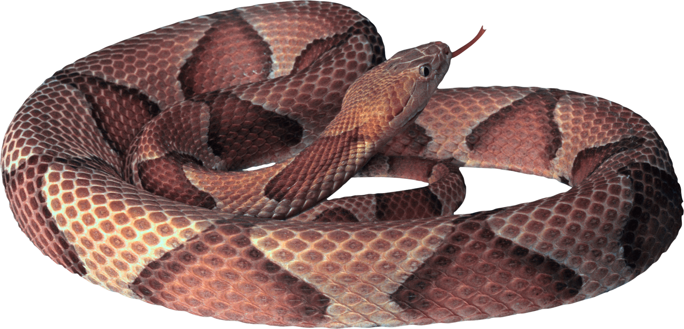 Snake Png Image Picture Download  Transparent PNG Image