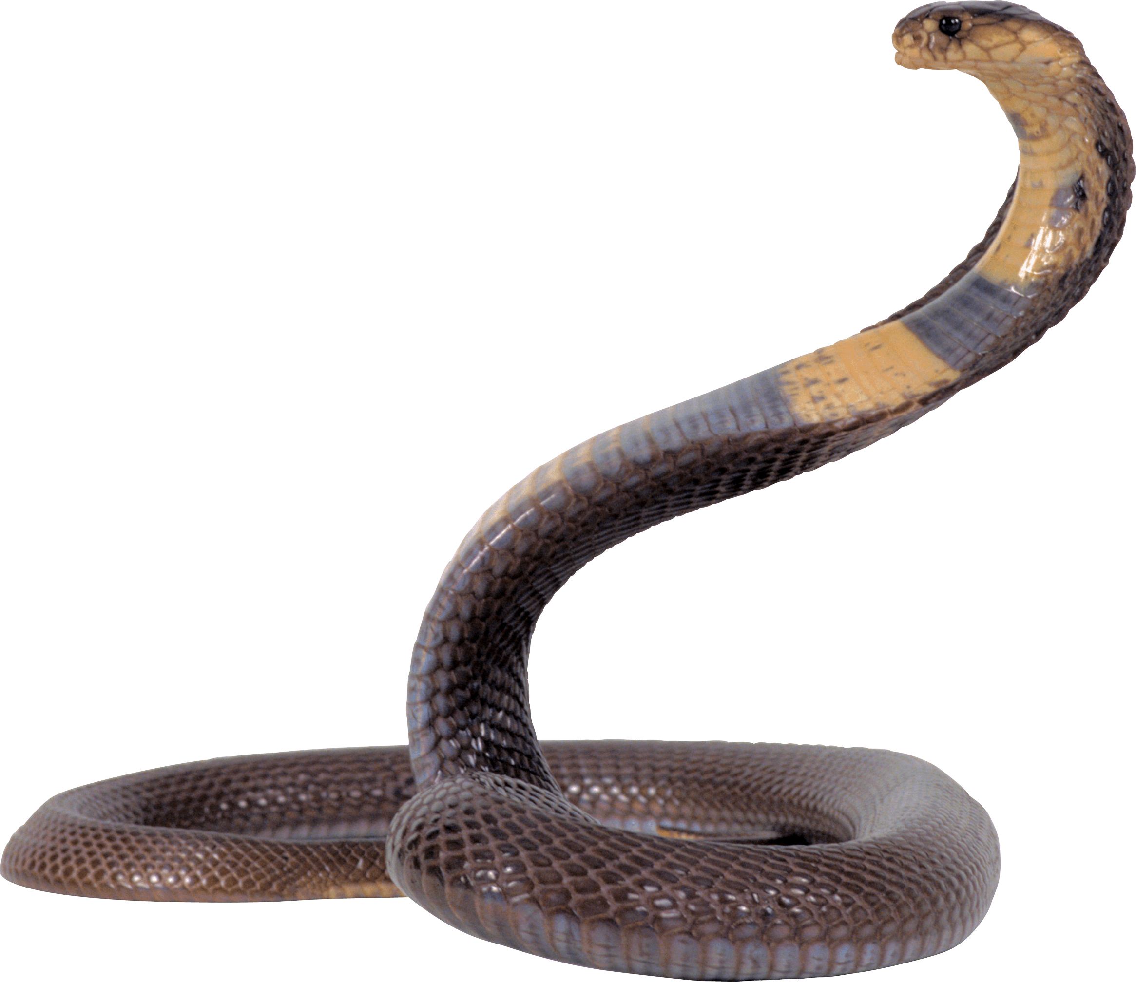 Cobra Snake Png Image Download Picture Transparent PNG Image