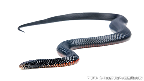 Black Snake File Transparent PNG Image