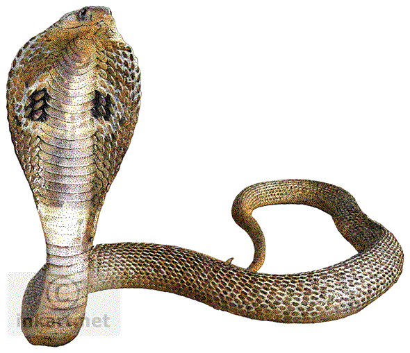 Cobra Snake Transparent Background Transparent PNG Image