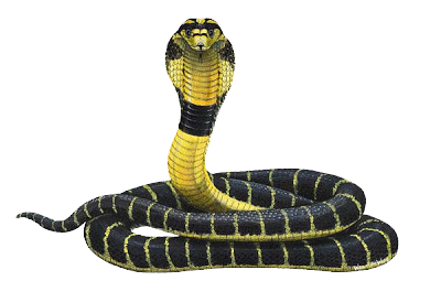 Cobra Snake Transparent Transparent PNG Image