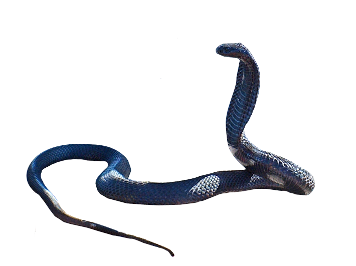 Cobra Snake Clipart Transparent PNG Image