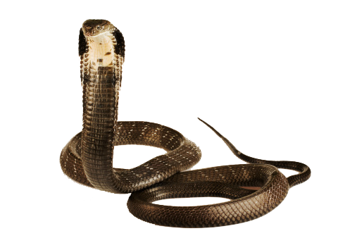 Cobra Snake Image Transparent PNG Image