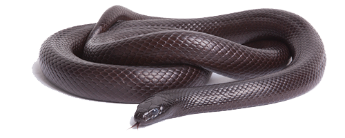 Black Snake Photos Transparent PNG Image