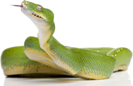 Green Snake Clipart Transparent PNG Image