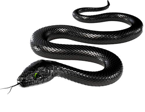 Black Snake Transparent Image Transparent PNG Image