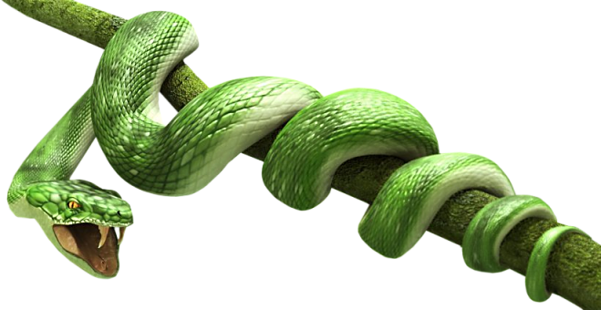 Green Snake Transparent Image Transparent PNG Image