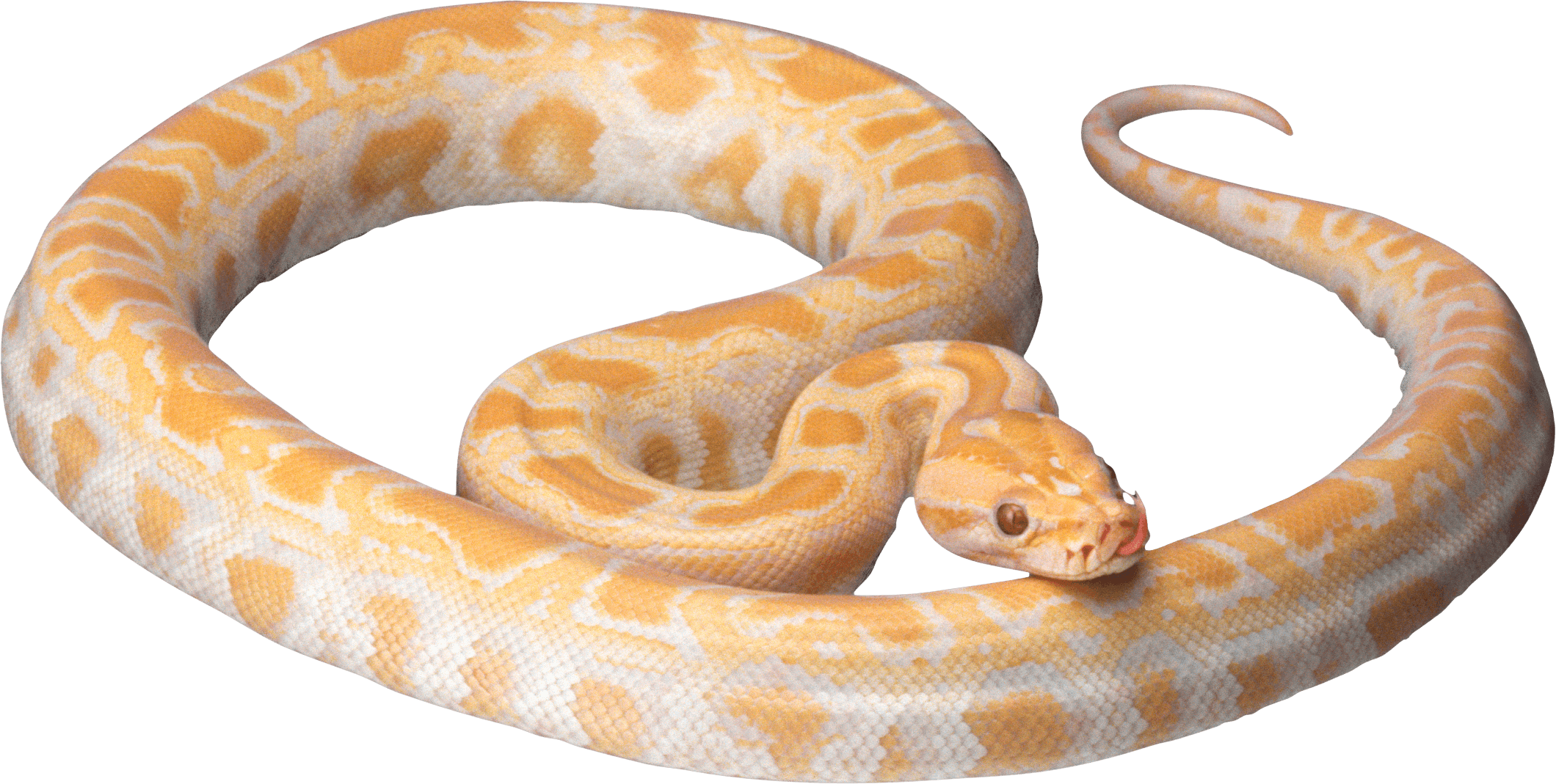 White Snake Png Image Picture Download  Transparent PNG Image