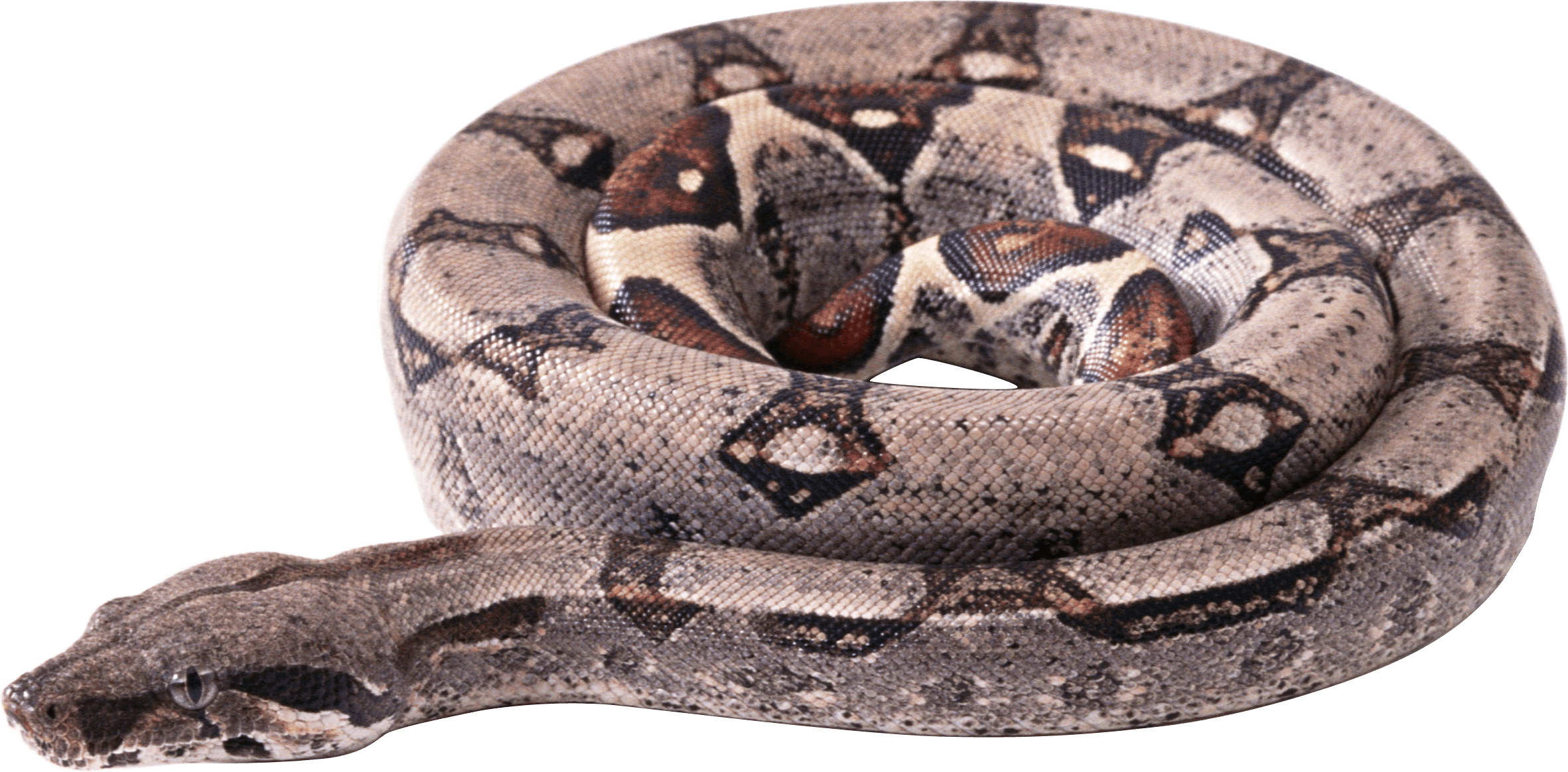 Snake Png Image Picture Download  Transparent PNG Image