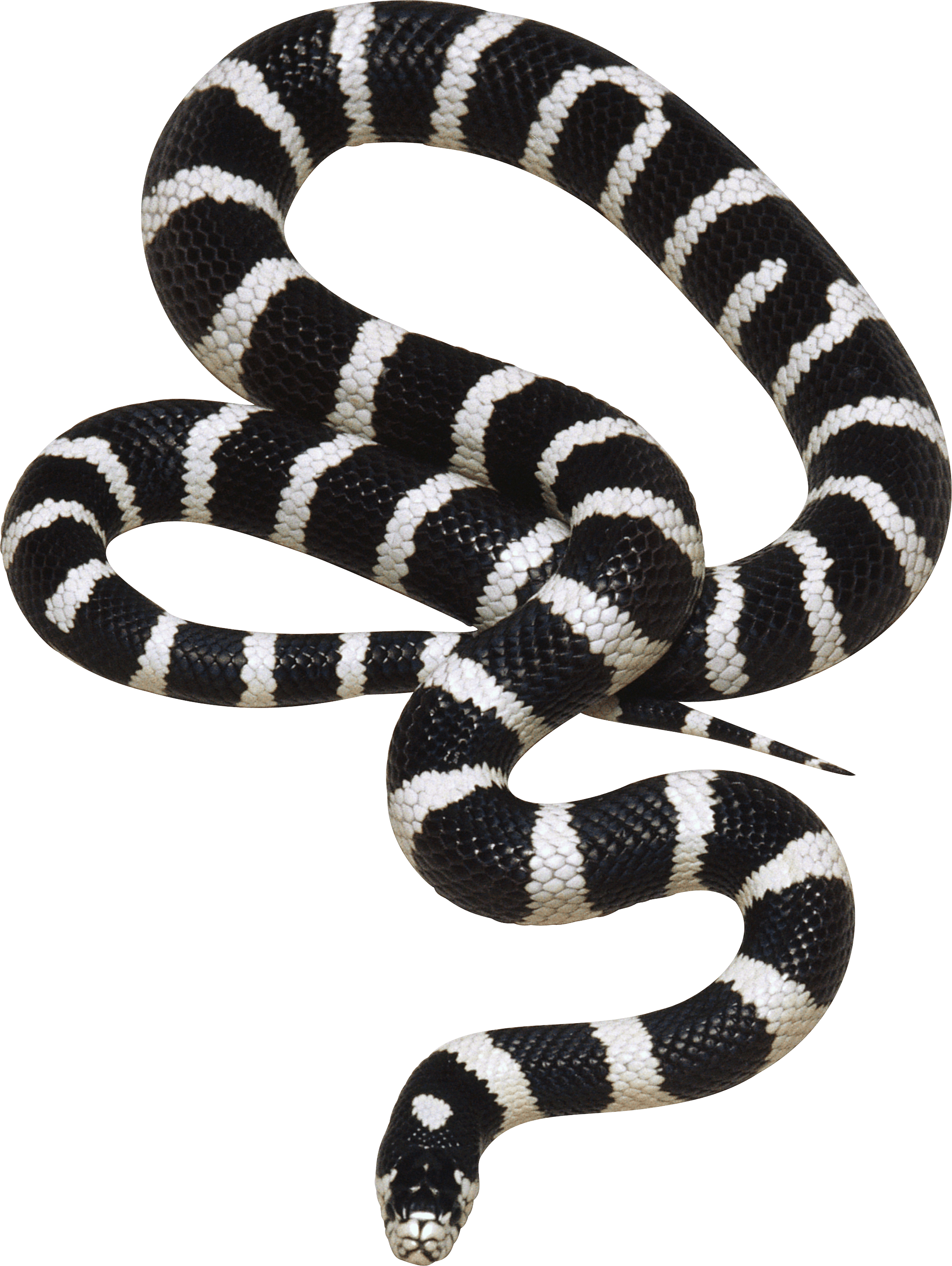 Snake Png Image Picture Download  Transparent PNG Image