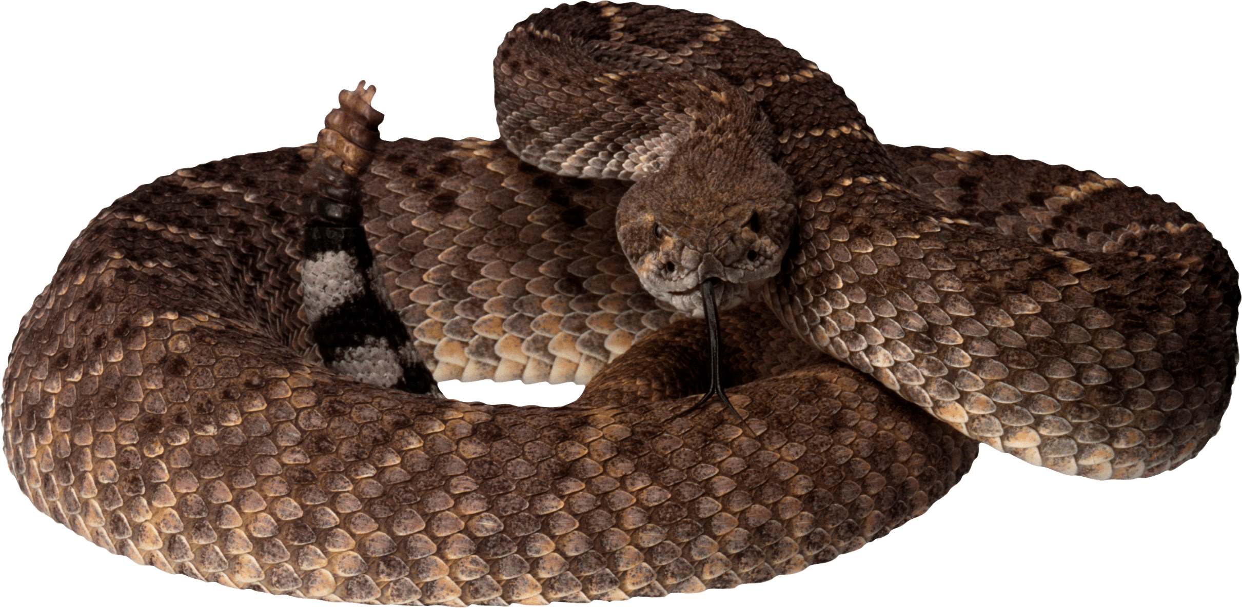 Snake Png Image Picture Download  Transparent PNG Image