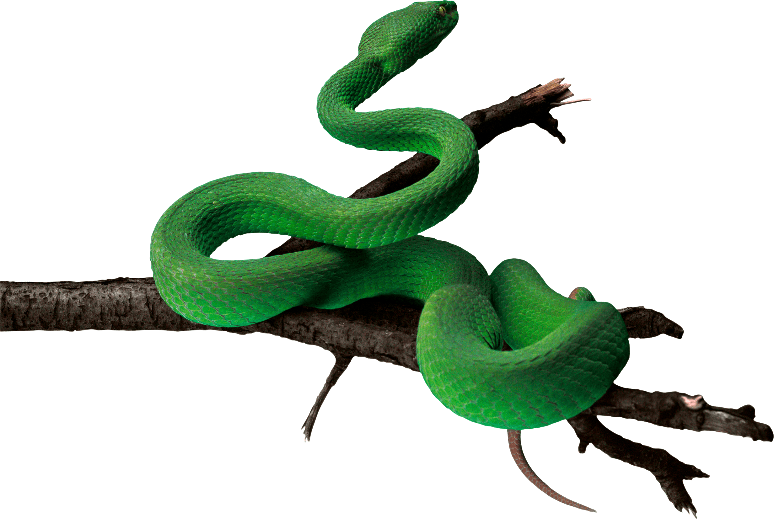 Green Snake Png Image Transparent PNG Image