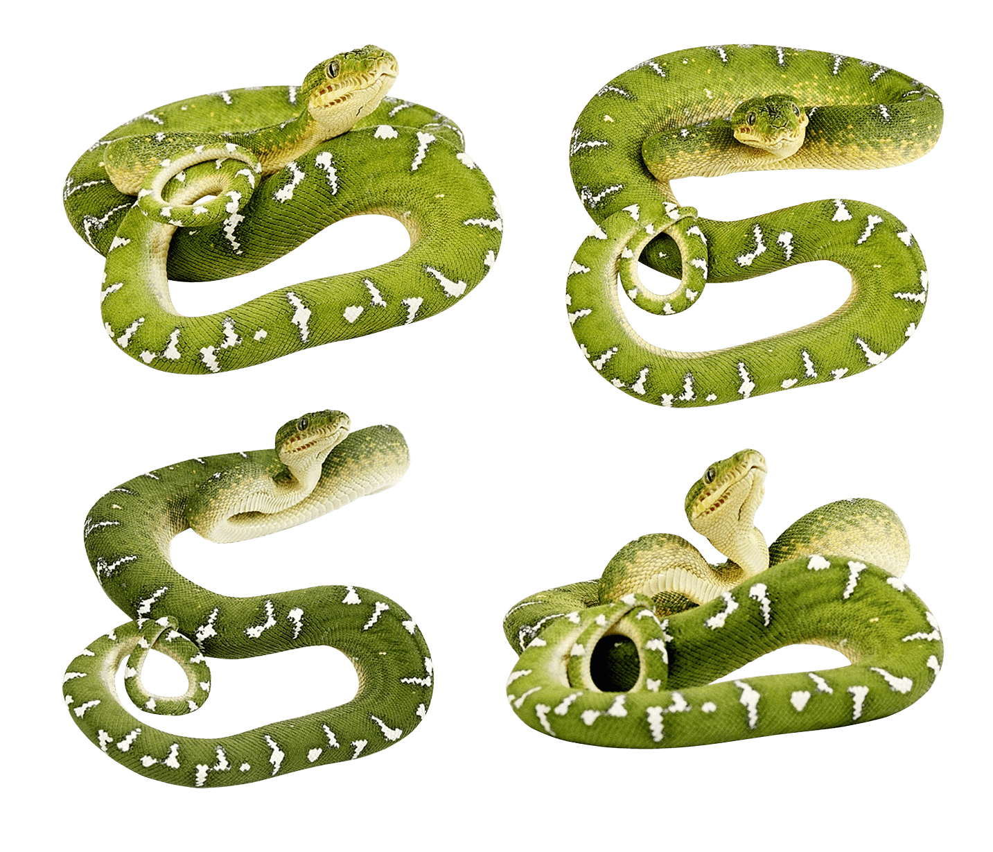 Green Snakes Png Image Transparent PNG Image