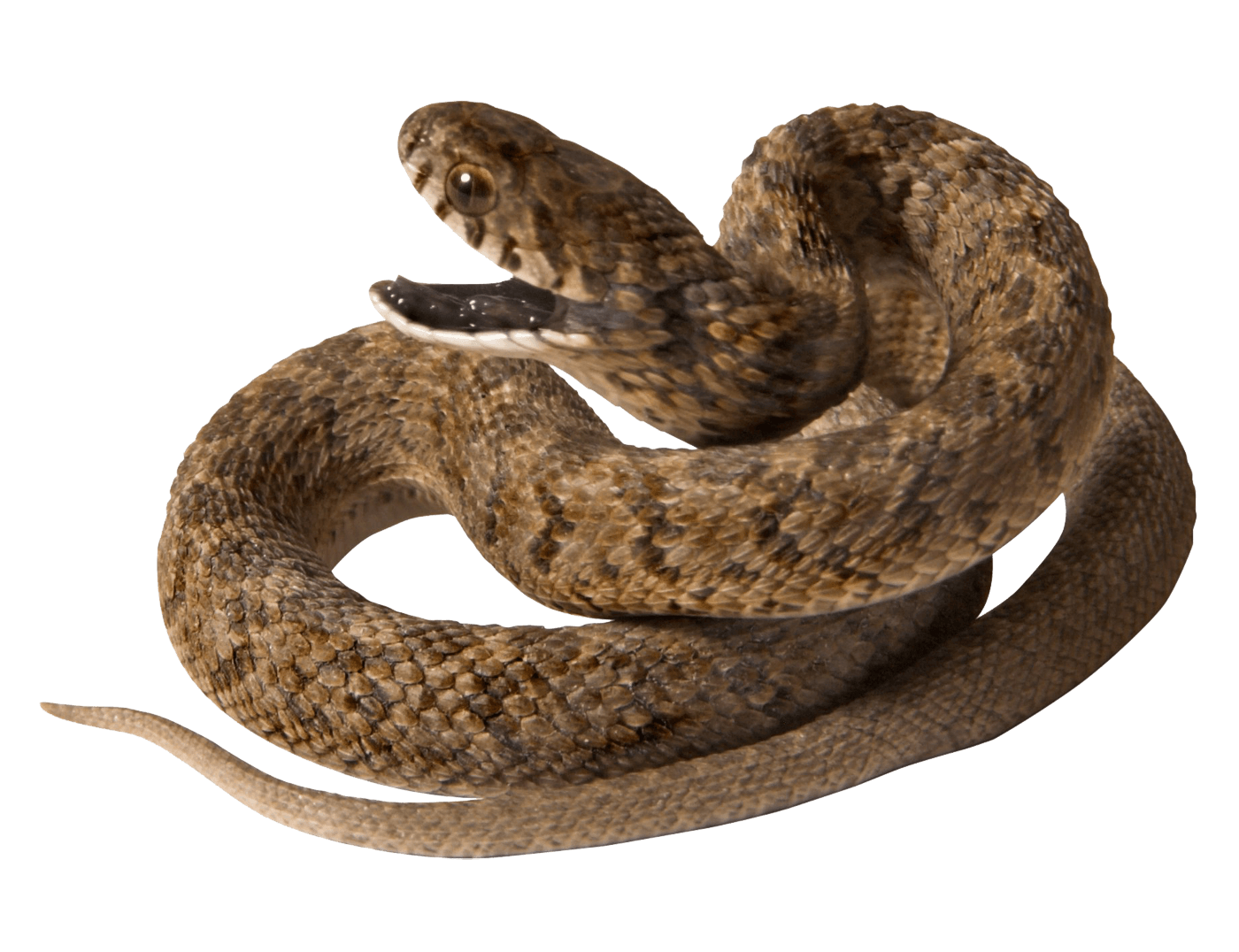 Snake Png Image Picture Download  Transparent PNG Image