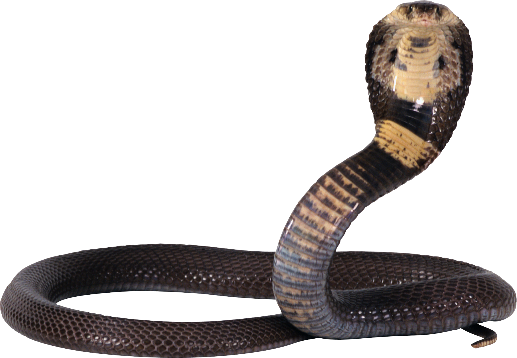 Snake Png Pic Transparent PNG Image