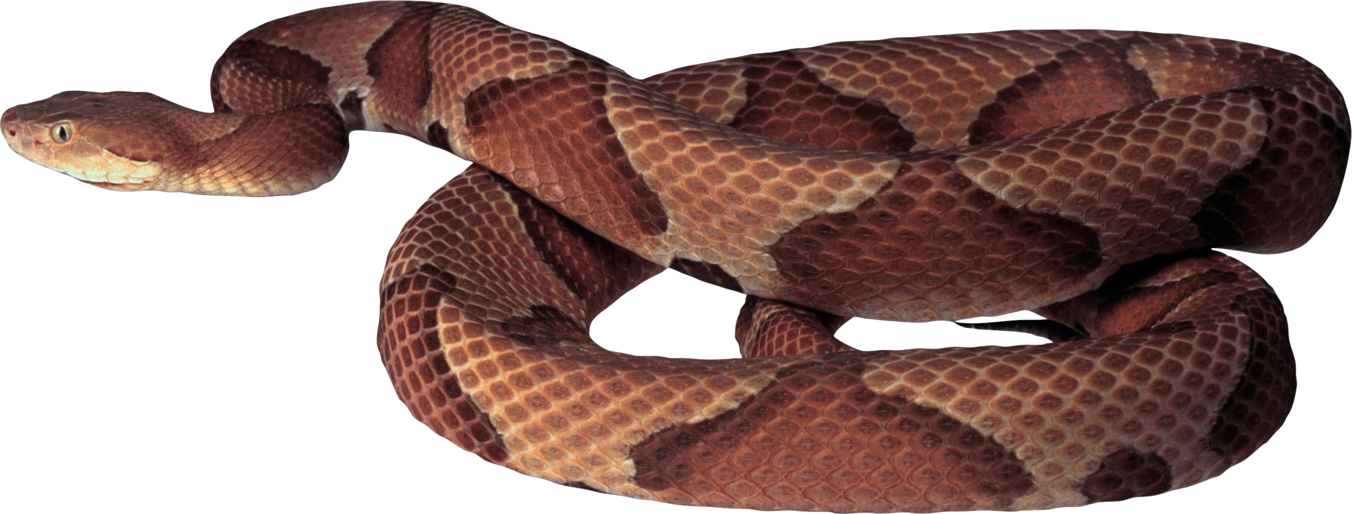 Snake Png Image Picture Download  Transparent PNG Image