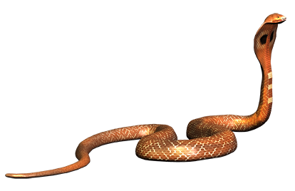 Snake Transparent PNG Image